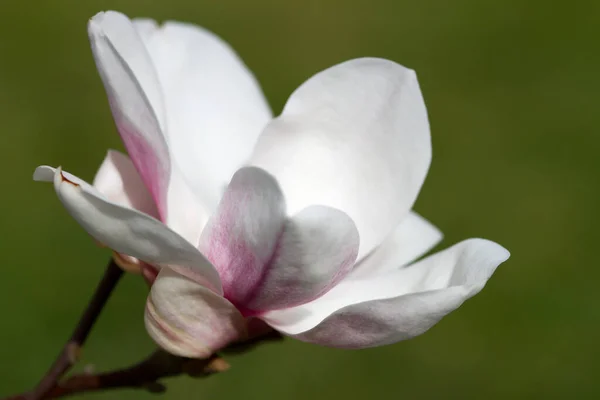 Spring Magnolia Blossom Flower Petals — стоковое фото