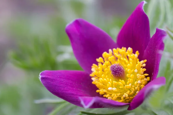 Fiori Rosa Giardino — Foto Stock