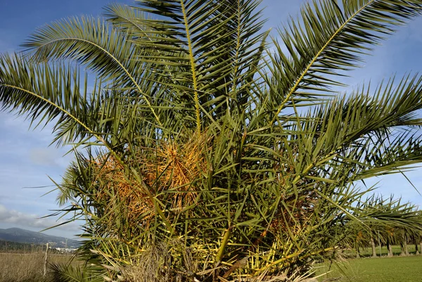 Palmier Dattier Près Magaluf Mallorca Espagne — Photo