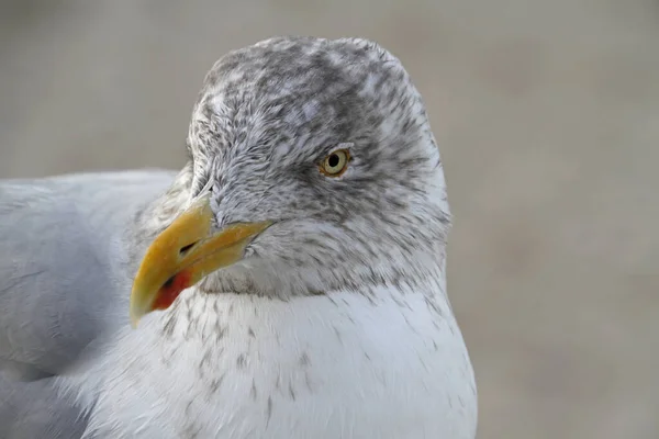 銀のカモメの肖像画 — ストック写真