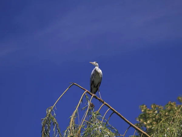 Vacker Utsikt Över Heron Fågel Naturen — Stockfoto