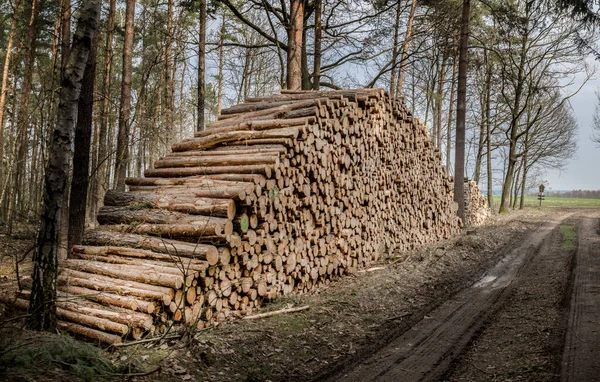 Pflückfertiges Holz — Stockfoto