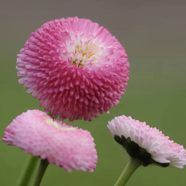 雏菊美丽的花朵形象 — 图库照片
