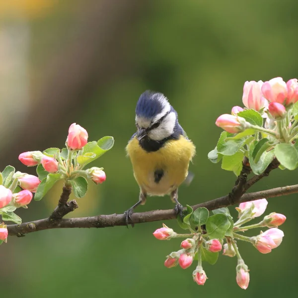 Apfelblütenbaum Frühling Flora Und Blumen — Stockfoto