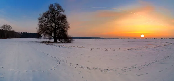 Soluppgång Över Hagen Som Panoramabild — Stockfoto