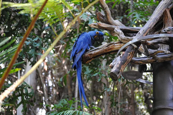 Vista Panorámica Hermoso Pájaro Loro — Foto de Stock