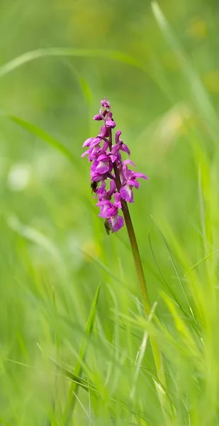 Male Boys Weed Orchis Mascula — 스톡 사진