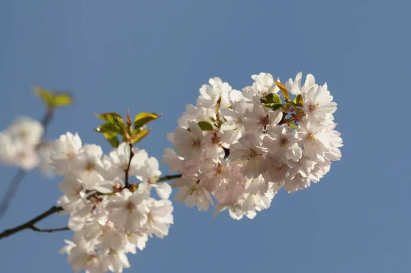 Japanese Cherry Spring Blossom Flowers — Stock Photo, Image