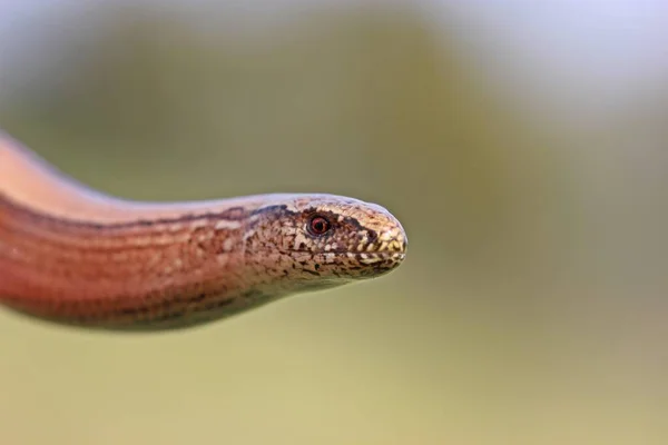 Natuurreservaat Een Beschermd Gebied Van Belang Voor Flora Fauna — Stockfoto