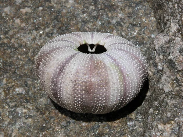 Zeeleeuw Het Zand — Stockfoto