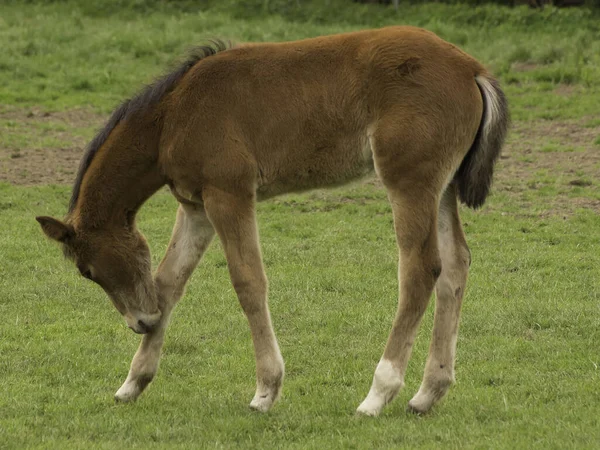 Άλογο Βοσκής Άγρια Ζώα Στη Φύση — Φωτογραφία Αρχείου