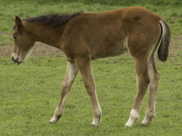 Άλογο Βοσκής Άγρια Ζώα Στη Φύση — Φωτογραφία Αρχείου