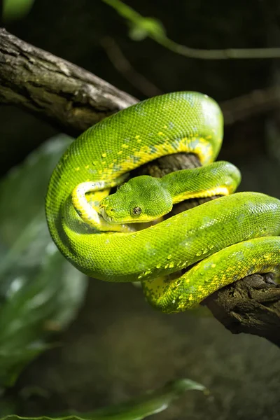 가까이 초록색 비단뱀 — 스톡 사진