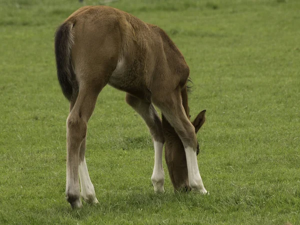Weidende Pferde Tiere Wildtiere Der Natur — Stockfoto