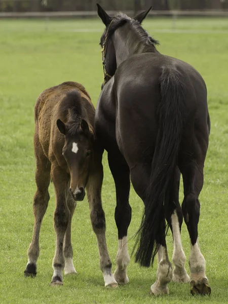 Pâturage Cheval Animaux Faune Dans Nature — Photo