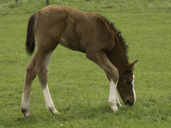 Koń Wypasowy Dzika Przyroda Zwierząt — Zdjęcie stockowe