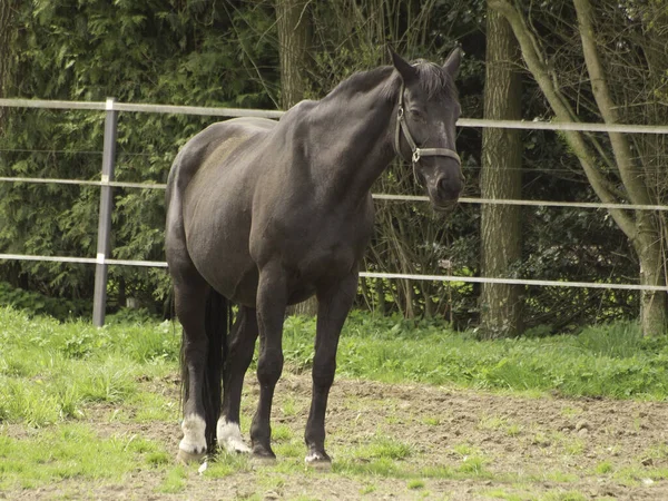 Weidende Pferde Tiere Wildtiere Der Natur — Stockfoto