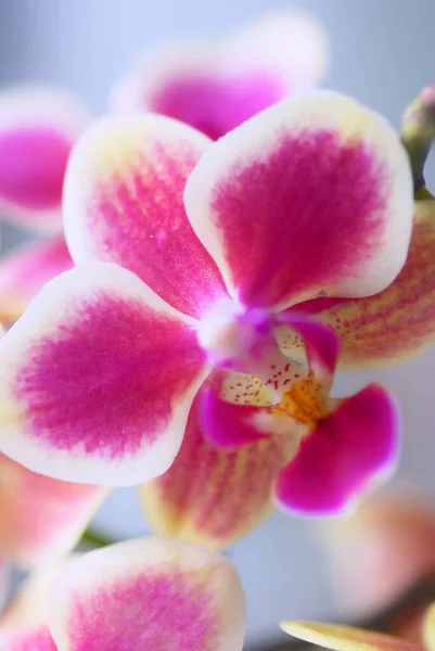 Fleur Orchidée Pétales Flore — Photo