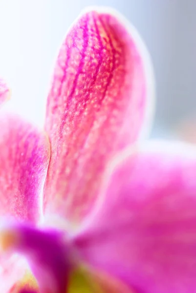 Orkide Çiçeği Yaprakları Flora — Stok fotoğraf