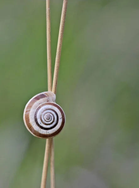 Улитка Спиральная Pomatia Беспозвоночный Моллюск — стоковое фото