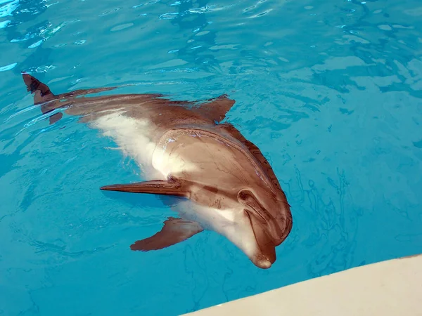 Golfinhos Terapia Para Humanos — Fotografia de Stock