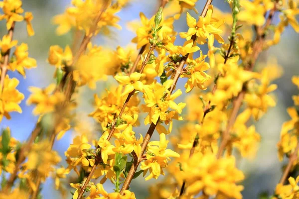 Fleurs Jaunes Dans Jardin — Photo