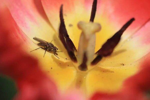 Mosquito Papouščím Tulipánu — Stock fotografie