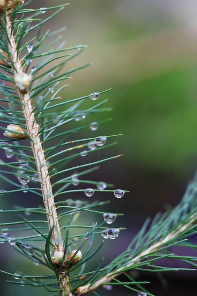 Gocce Acqua Abete — Foto Stock