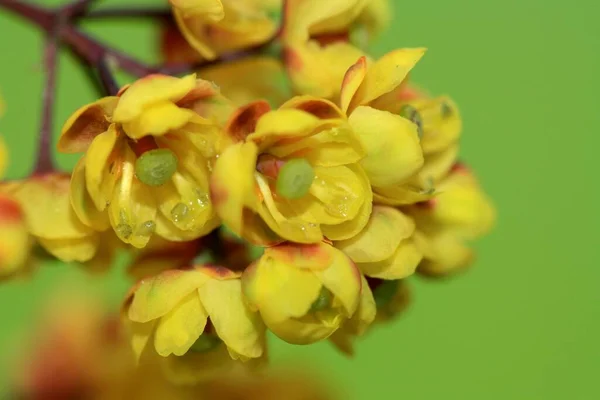 Žluté Květy Thunberg Berberitze — Stock fotografie