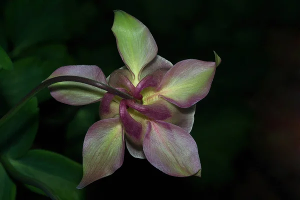 Kwiat Akelei Makro — Zdjęcie stockowe