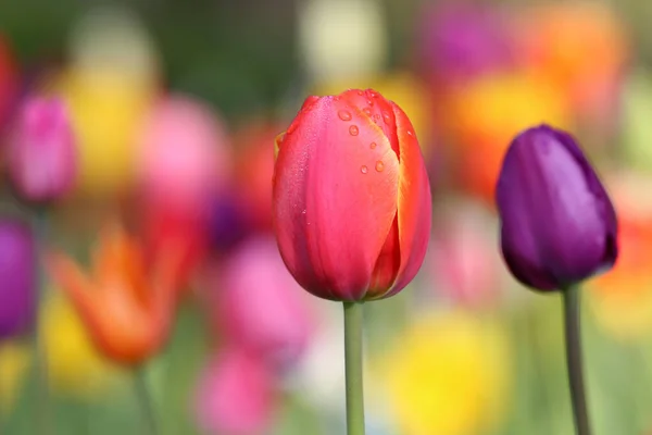 Piękne Tulipany Wiosenne Kwiaty — Zdjęcie stockowe