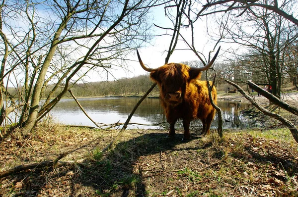 Rundvlees Het Duinreservaat Bergen Noord Holland — Stockfoto