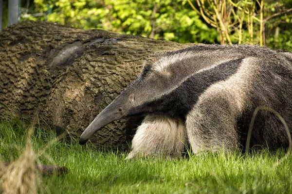 Big Anteater Close — Stok Foto