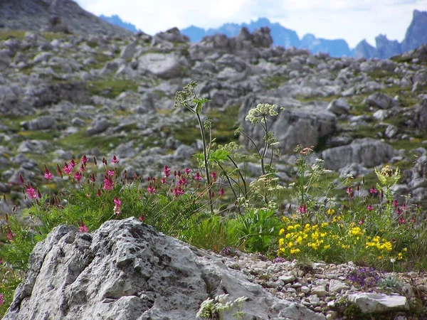 Fiori Diversi Attenzione Selettiva — Foto Stock