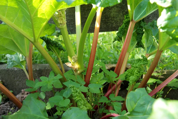 Young Green Plants Garden — Stock Photo, Image