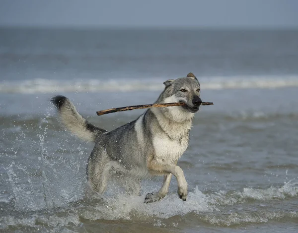 Leka Varghund Havet — Stockfoto