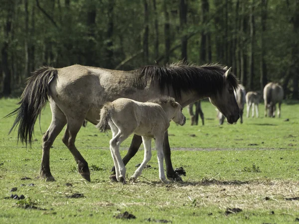 Two Horses Field — Stock Photo, Image