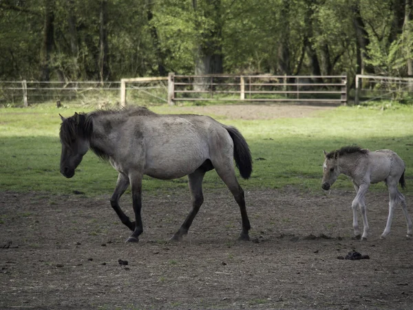 Caballo Campo —  Fotos de Stock