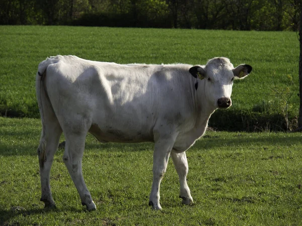 Une Vache Dans Champ — Photo