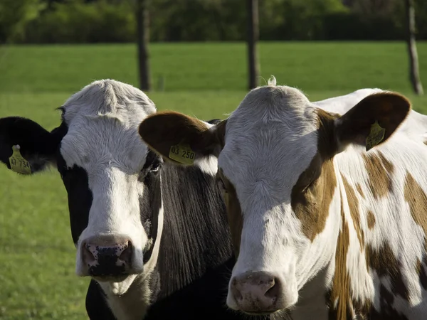 Дві Корови Полі — стокове фото