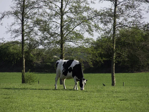 Vacas Campo —  Fotos de Stock