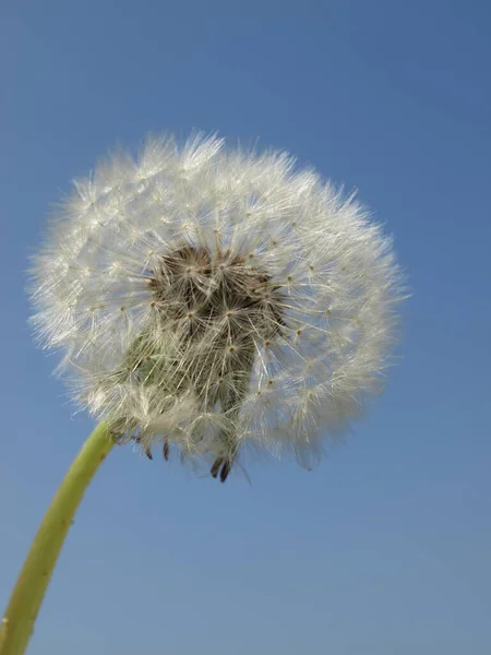 Schöne Aussicht Auf Natürliche Löwenzahnblume — Stockfoto