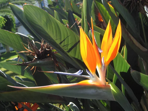 Pták Rajský Tropický Květ — Stock fotografie