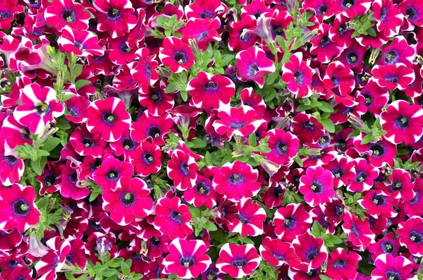 Colorful Flowers Background Petunias — Stock Photo, Image