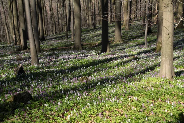 Lente Het Bos — Stockfoto