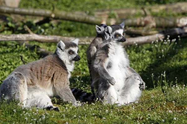 Animales Jóvenes Enfoque Selectivo — Foto de Stock