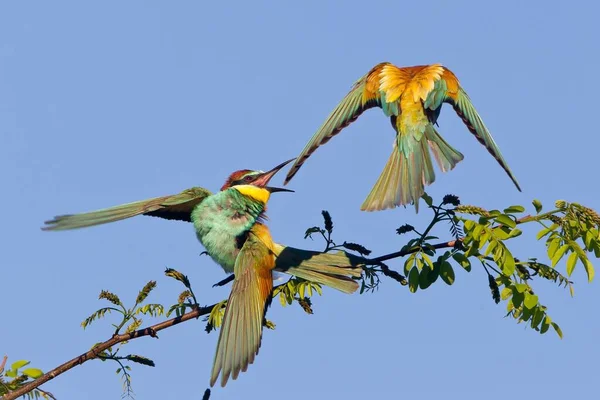 Aussichtsreiche Aussicht Auf Schöne Vögel Der Natur — Stockfoto