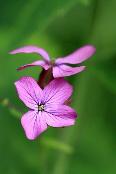 Blüte Des Blattsilbers — Stockfoto