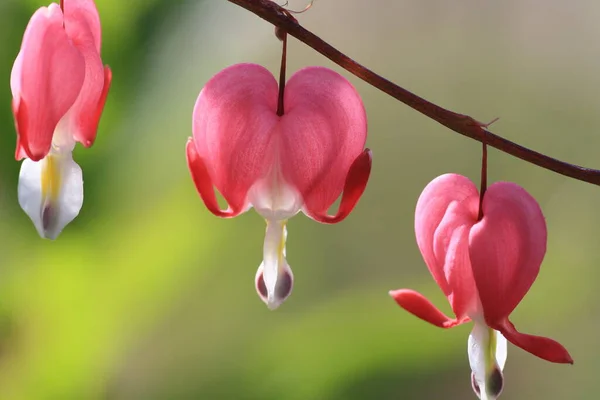 Rosa Blommor Trädgården — Stockfoto