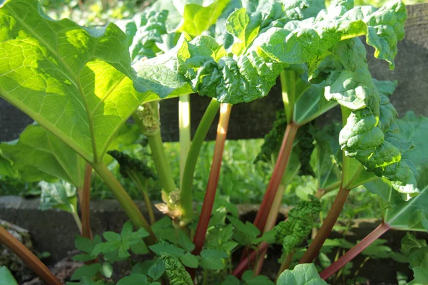 Green Lettuce Garden Stock Picture